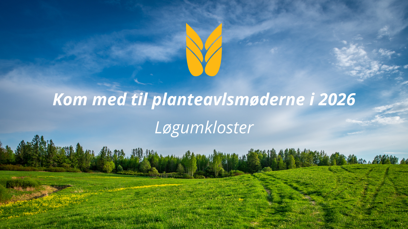 Planteavl og kødkvæg i Løgumkloster
