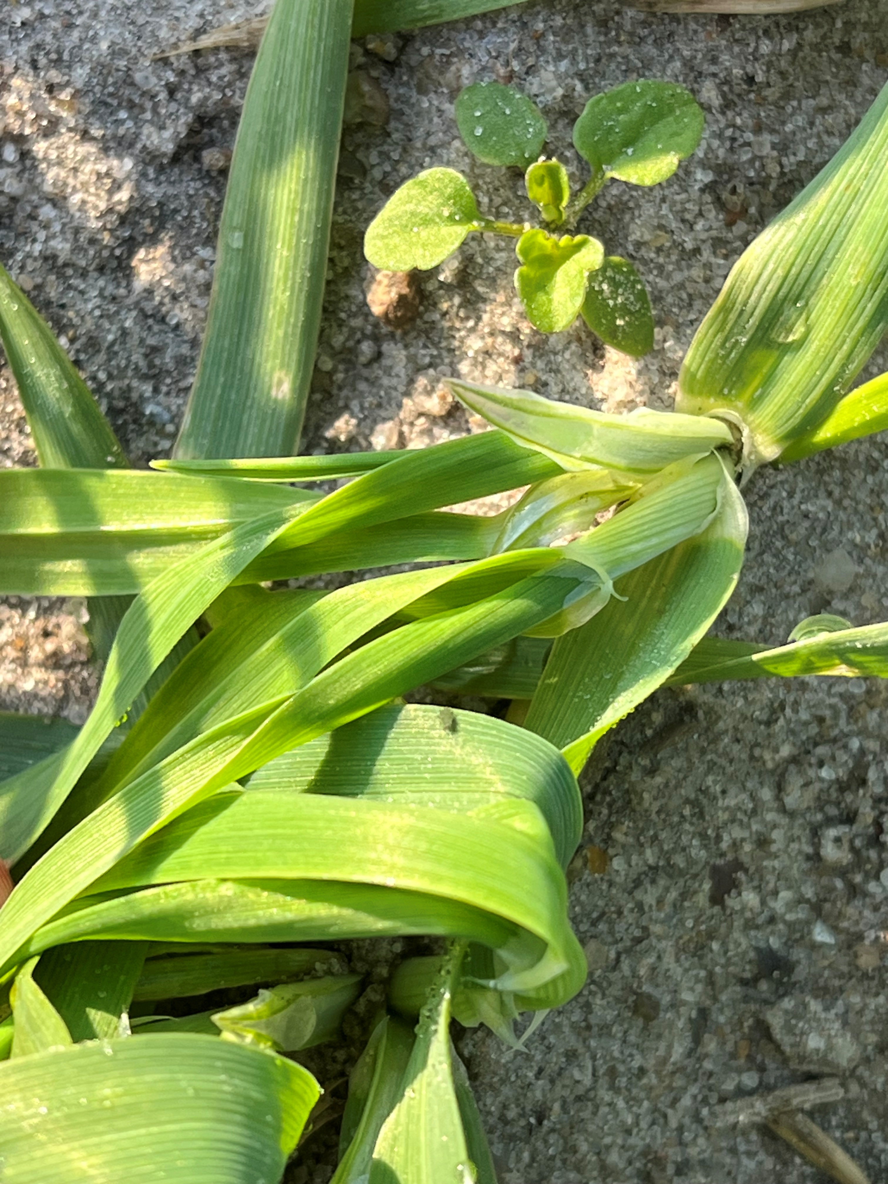 Registrering af bladlus i vinterbyg og hvede