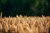 Kurser i Farmtracking og Cropmanager - Løgumkloster