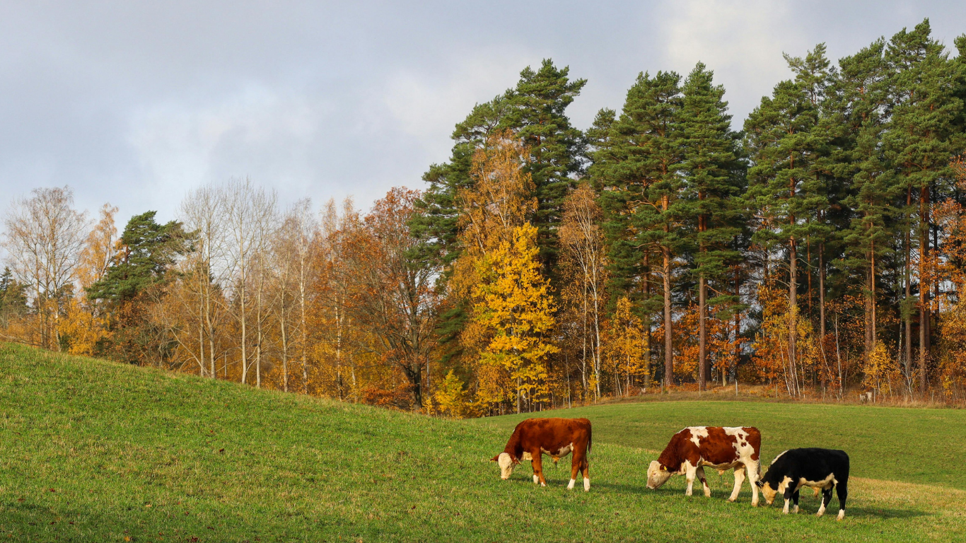 Temadag om naturpleje og afgræsning